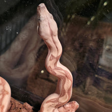 Load image into Gallery viewer, Colombian Labrith Hypo Morph VPI Albino
