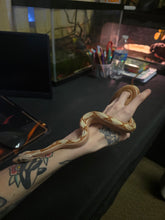 Load image into Gallery viewer, Colombian Labrith Hypo Morph VPI Albino