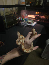 Load image into Gallery viewer, Colombian Labrith Hypo Morph VPI Albino