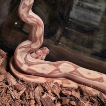 Load image into Gallery viewer, Colombian Labrith Hypo Morph VPI Albino