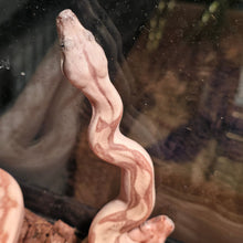 Load image into Gallery viewer, Colombian Labrith Hypo Morph VPI Albino