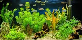 Aquatic Plants