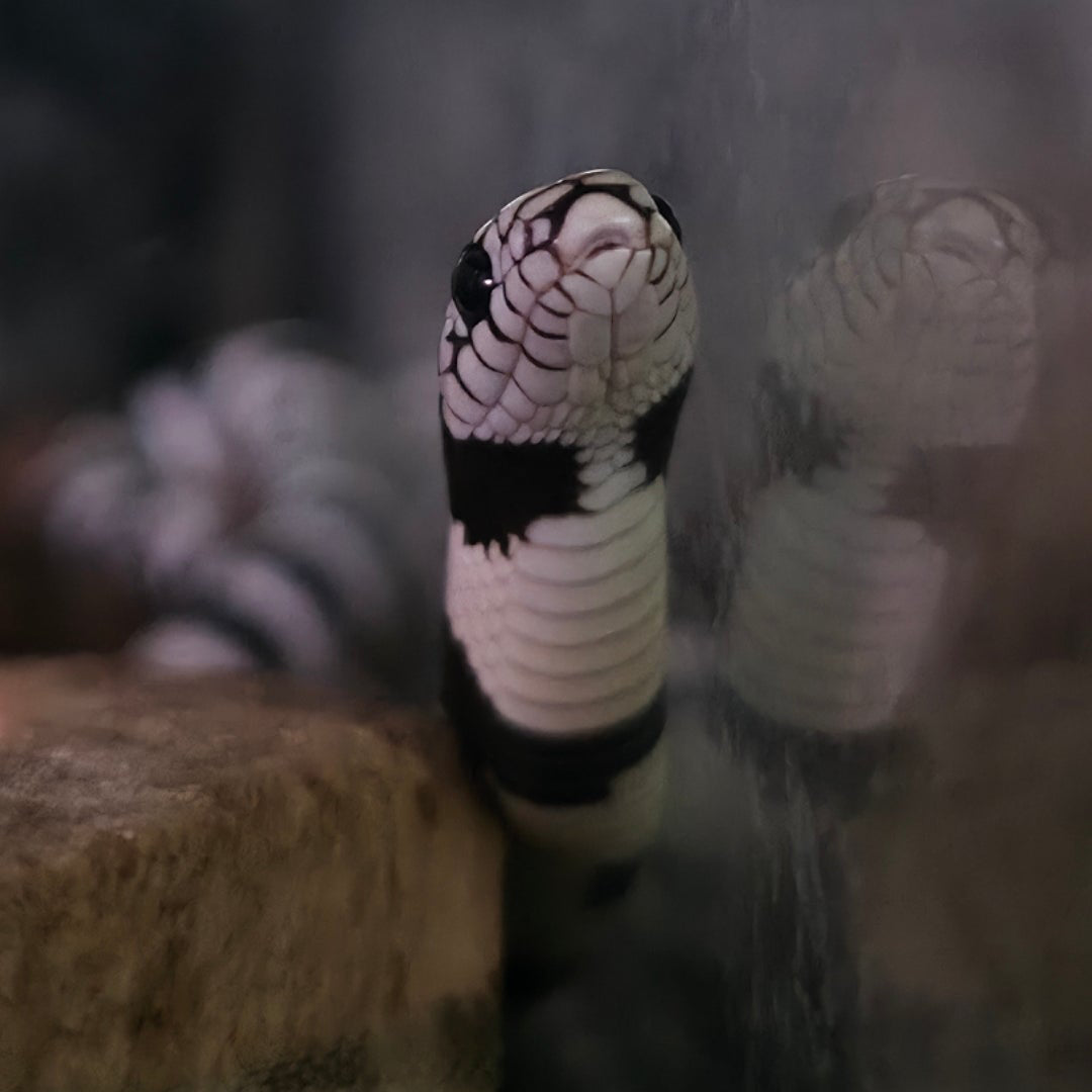 Reptiles