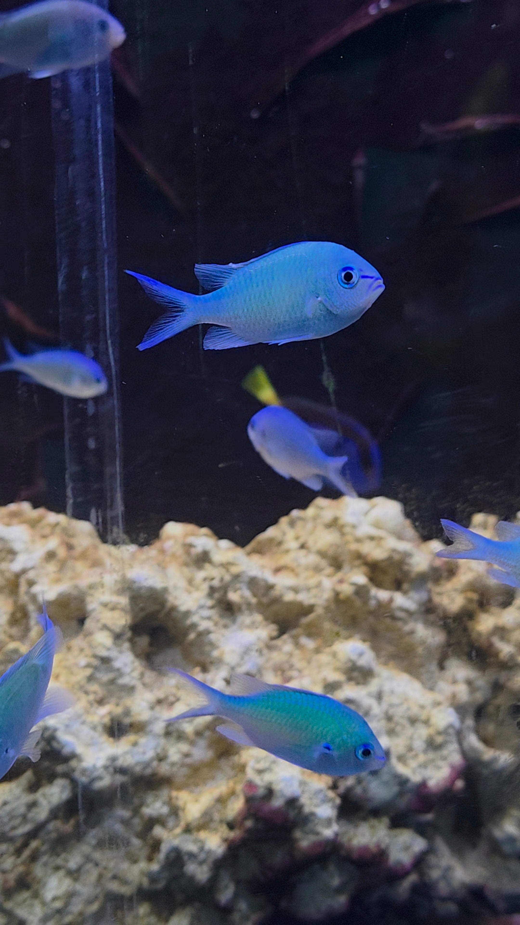 Saltwater Aquaria