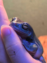 Load image into Gallery viewer, White's (Dumpy) Tree Frog
