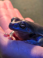 Load image into Gallery viewer, White's (Dumpy) Tree Frog
