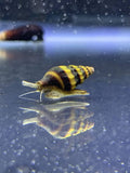 Assassin Snail