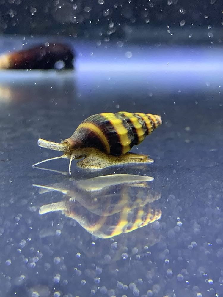 Assassin Snail