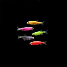 GloFish Danio