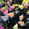 Glofish Tetra