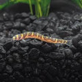 Assorted Kuhli Loach