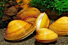 Mini Yellow Clams