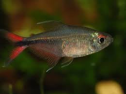 Phoenix Tetra