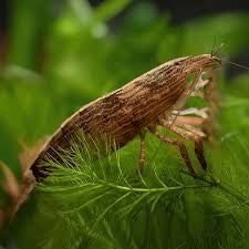 Flower/Bamboo Shrimp