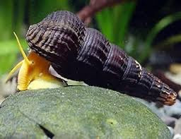 Rabbit Snail