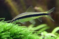 Siamese Flying Fox Algae Eater