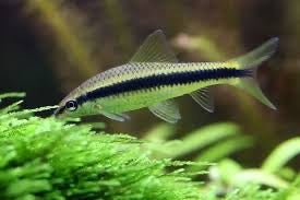 Siamese Flying Fox Algae Eater