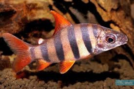 Six Banded Distichodus