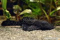 Starlight Bristlenose Pleco L183