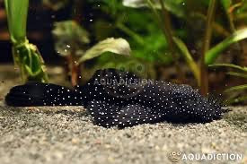 Starlight Bristlenose Pleco L183