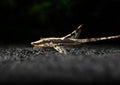 Stick Catfish/Farlowella