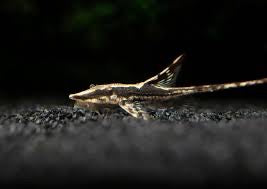Stick Catfish/Farlowella