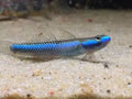 Stiphodon Blue Neon Gobie