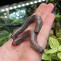 Thai Rainbow Millipede