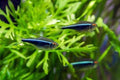 Black Neon Tetra