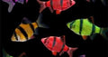 Tiger Barb GloFish