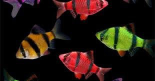 Tiger Barb GloFish