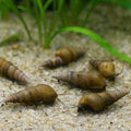 Trumpet snail