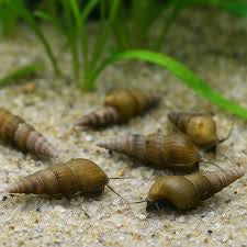 Trumpet snail