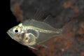 Glassfish Tetra