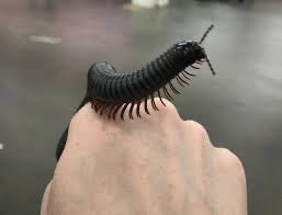 Giant African Millipede