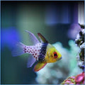 Pajama Cardinal Fish