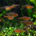 Ember Tetra