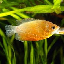 Assorted Honey Gourami
