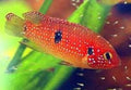 Red Jewel Cichlid