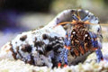 Dwarf Blue Leg Hermit Crabs