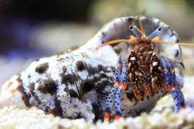 Dwarf Blue Leg Hermit Crabs