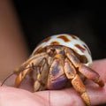Caribbean Hermit Crab