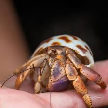 Caribbean Hermit Crab