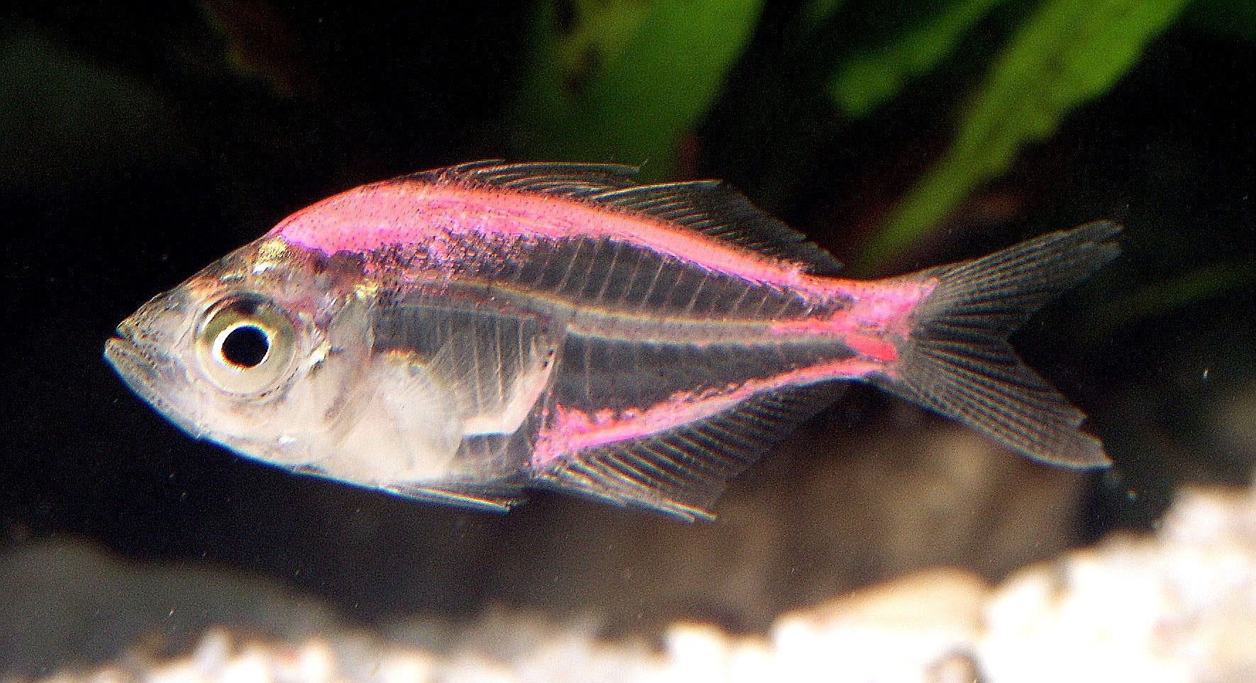 Painted Glassfish