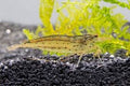 Amano Algae Eating Shrimp