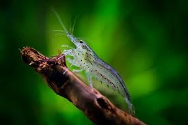 Amano Algae Eating Shrimp