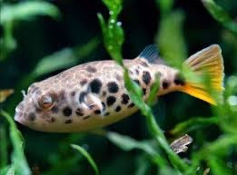 Schouttedeni Puffer