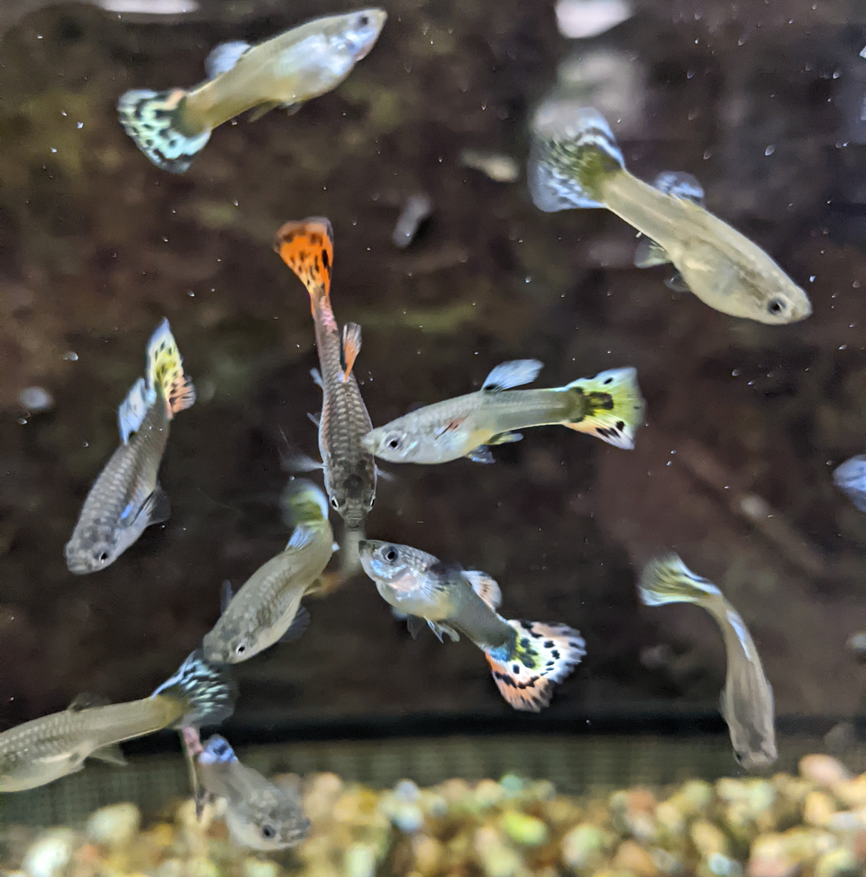 Guppy