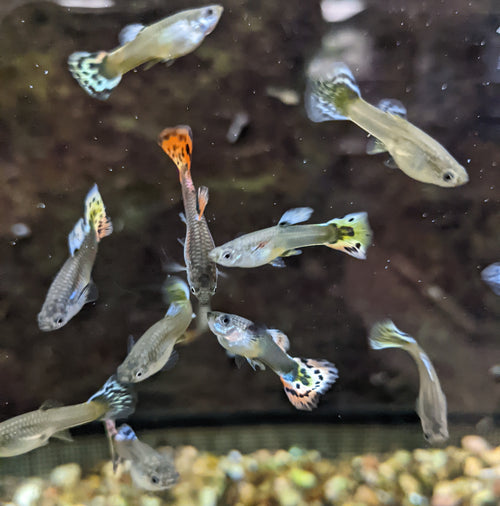 Guppy