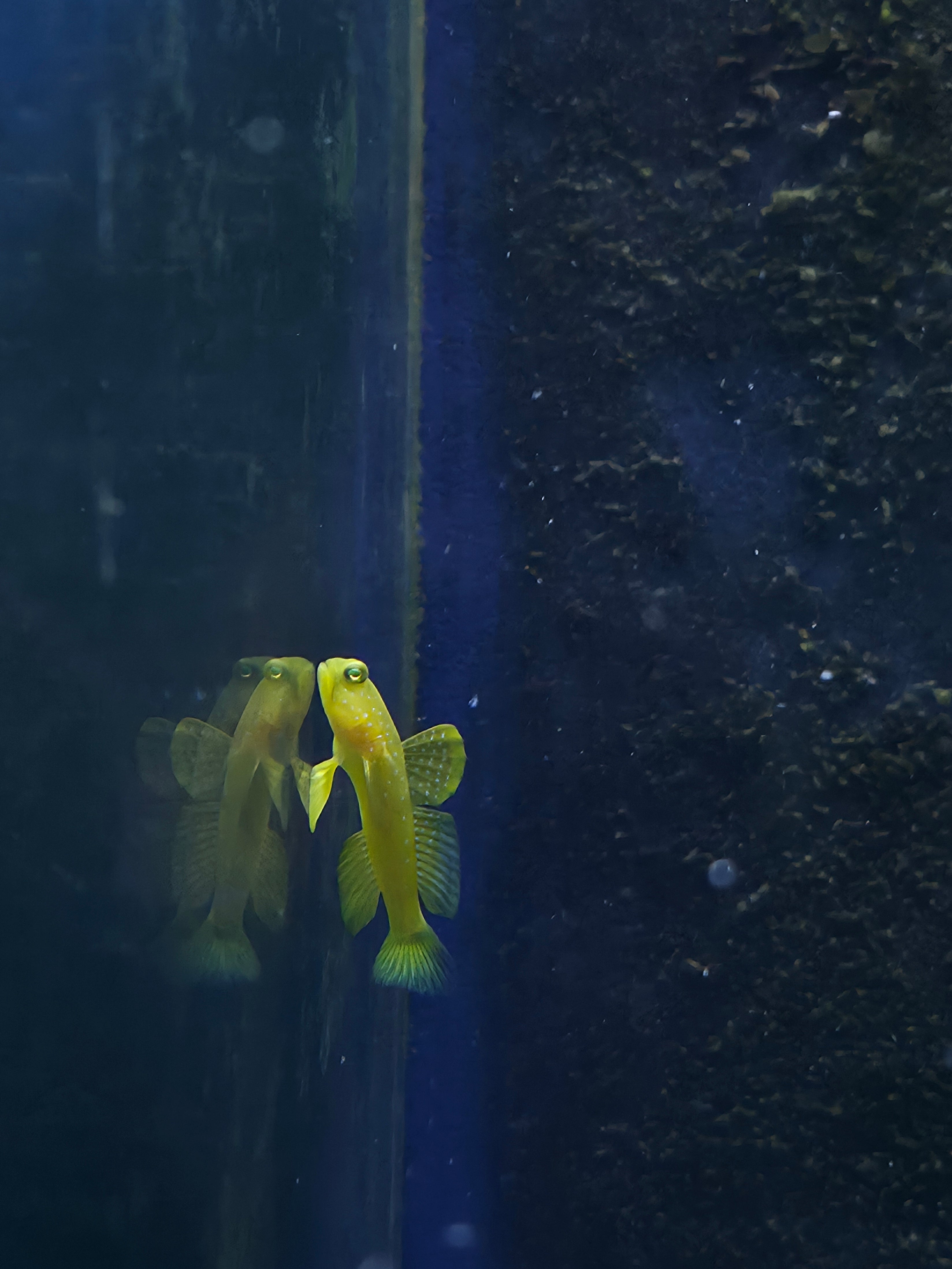 False Yellow Spotted Watchman Goby